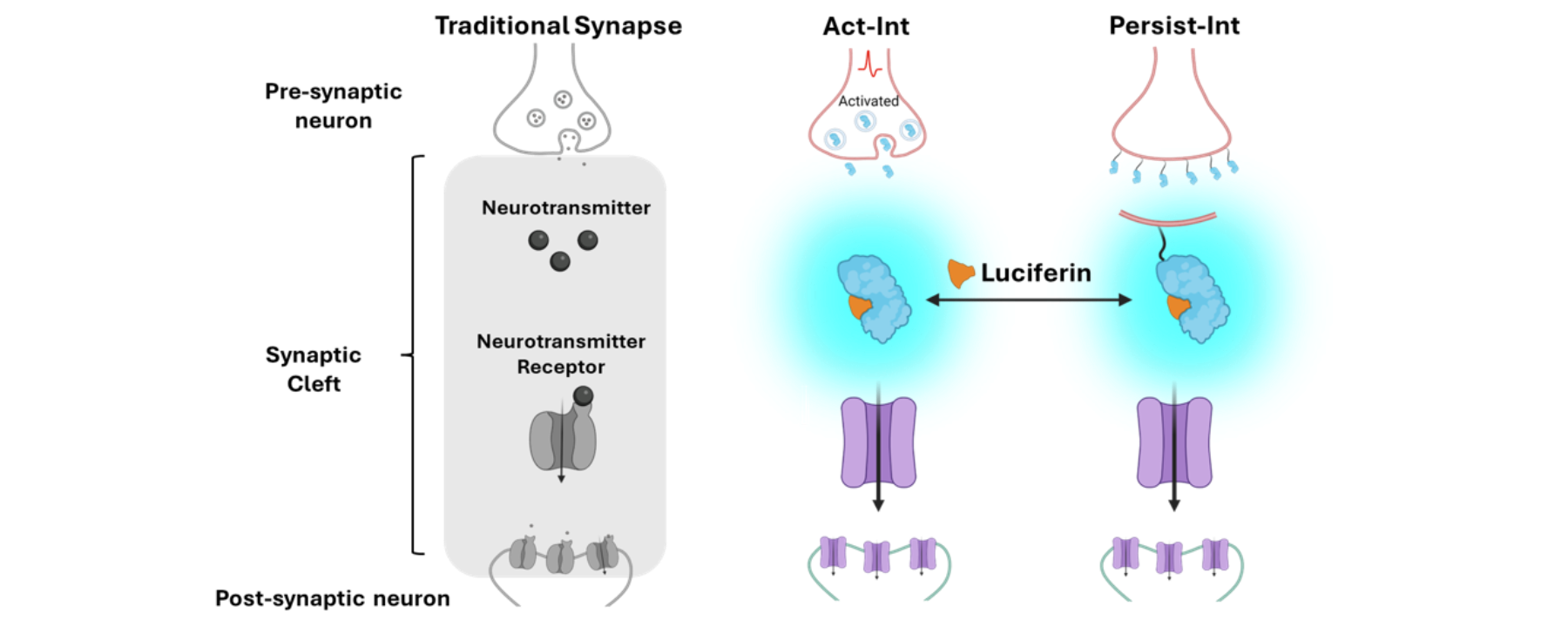 Illustration showing a cellular mechanism involving neurotransmitters.