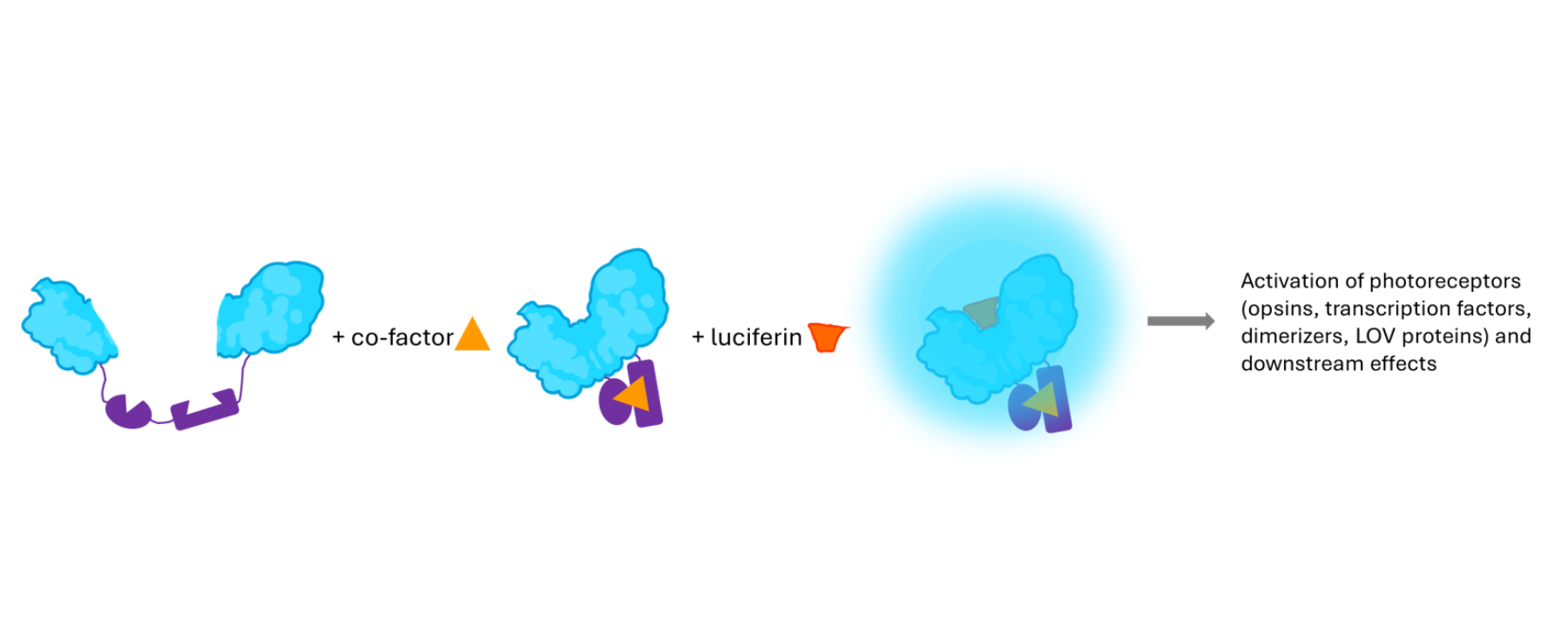 Illustration showing the mechanism of exocytosis: three stages with blue cloud-like shapes representing vesicles.