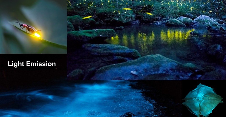 Photos of light emitting organisms on land and in the ocean.