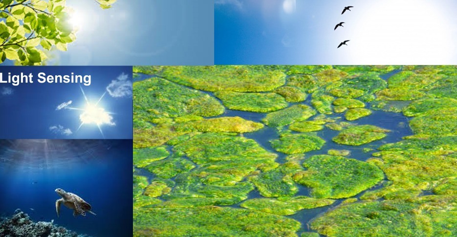 Photos of light sensing organisms in air, water, and on land.