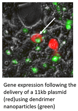 Image of gene expression following delivery of 11kb plasmid using dendrimer nanoparticles.