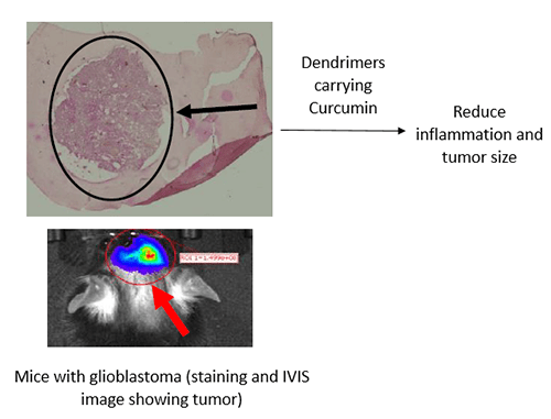 Image of mouse with glioblastoma.