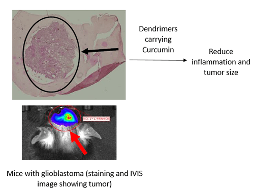 Image of mouse with gioblastoma.