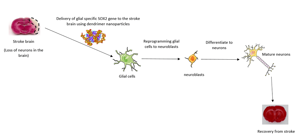 Image of delivery of glial specific SOX2 gene to the stroke brain.