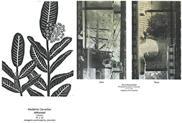 Two art pieces. One an etching in black and white of a milkweed plant. The other is of two film negatives of landscapes.