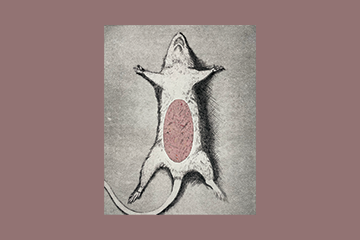 A drawing of a dead mouse laying flat on its back. Most of the drawing is in greyscale, but the mouse's tummy is pink.