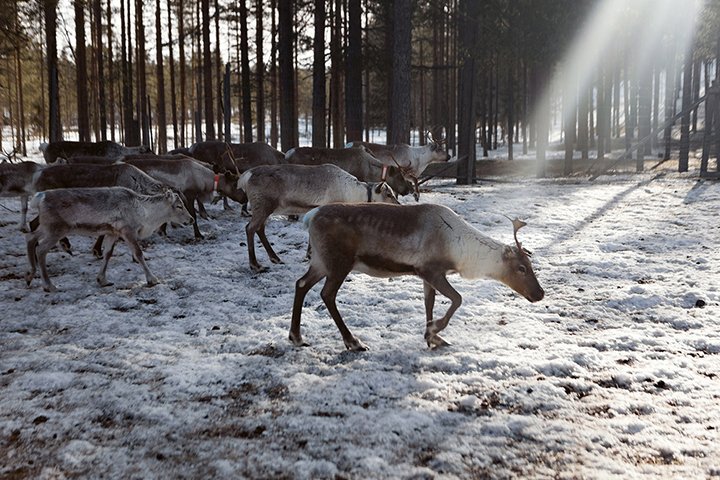 Clare Benson photograph of deer in the arctic, Herdbeast, 2016