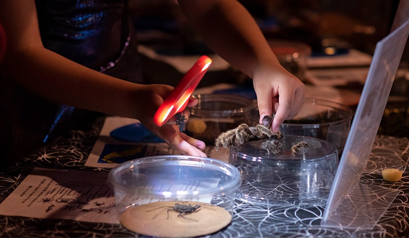 Visitor to the CMU Museum examines a tarantula with a magnifying glass during a Frankenstein Friday event.
