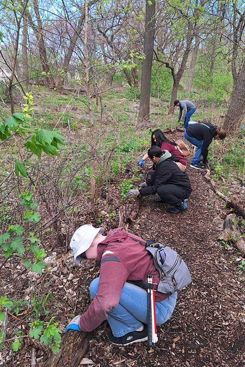 Five individuals are crouched down working along a mulched trail in the woods.