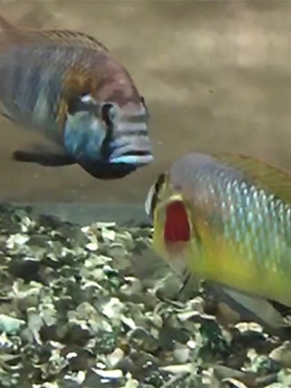 two fish swimming in the water