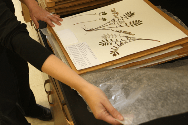 Ana Monfils and a student examining prepared samples in the herbarium