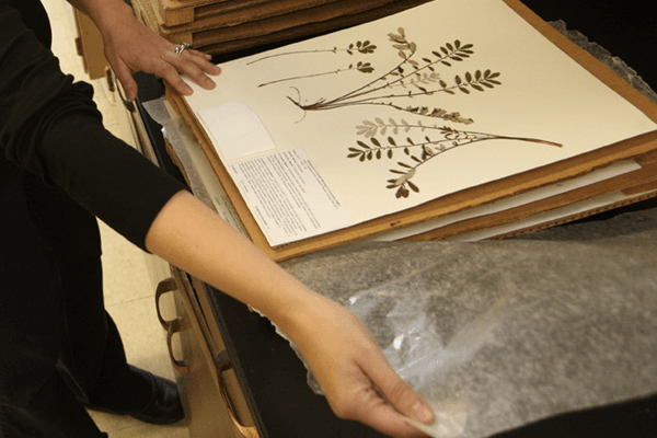 Ana Monfils and a student examining prepared samples in the herbarium.