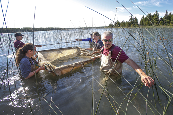 Student researchers along with Dr. Don Uzarski gathering samples in a Great Lakes coastal wetland