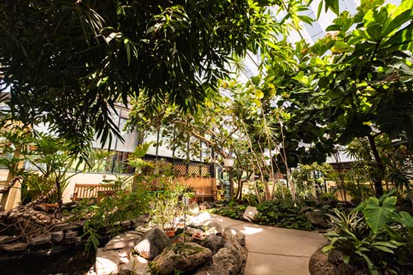 Interior of the Central Michigan University Greenhouse.