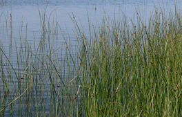 Monoculture of Schoenoplectus pungens in Wigwam Bay, Arenac County, Michigan