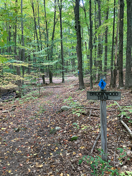 A portion of the Brookwood Trail located inside the Neithercut Woodland.