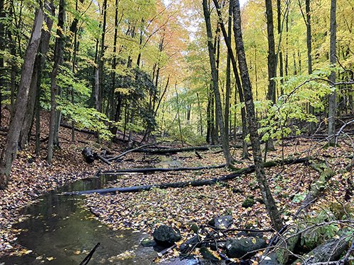 Elm creek winding through the trees in Neithercut Woodland.