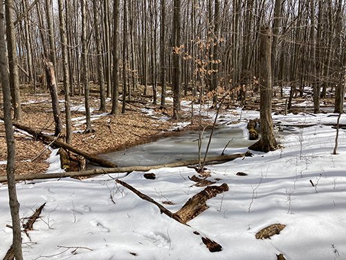 The vernal pond in early spring in Neithercut Woodland.