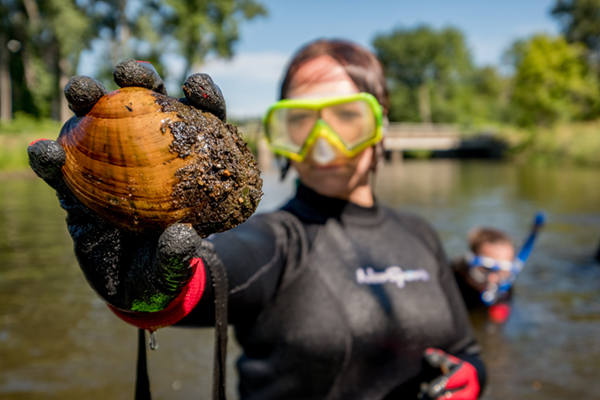 Student researcher in wetsuit holding a mussel