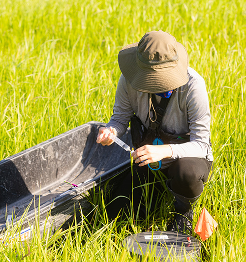 20260605_EAS_ENVScience A student taking environmental samples in a large field