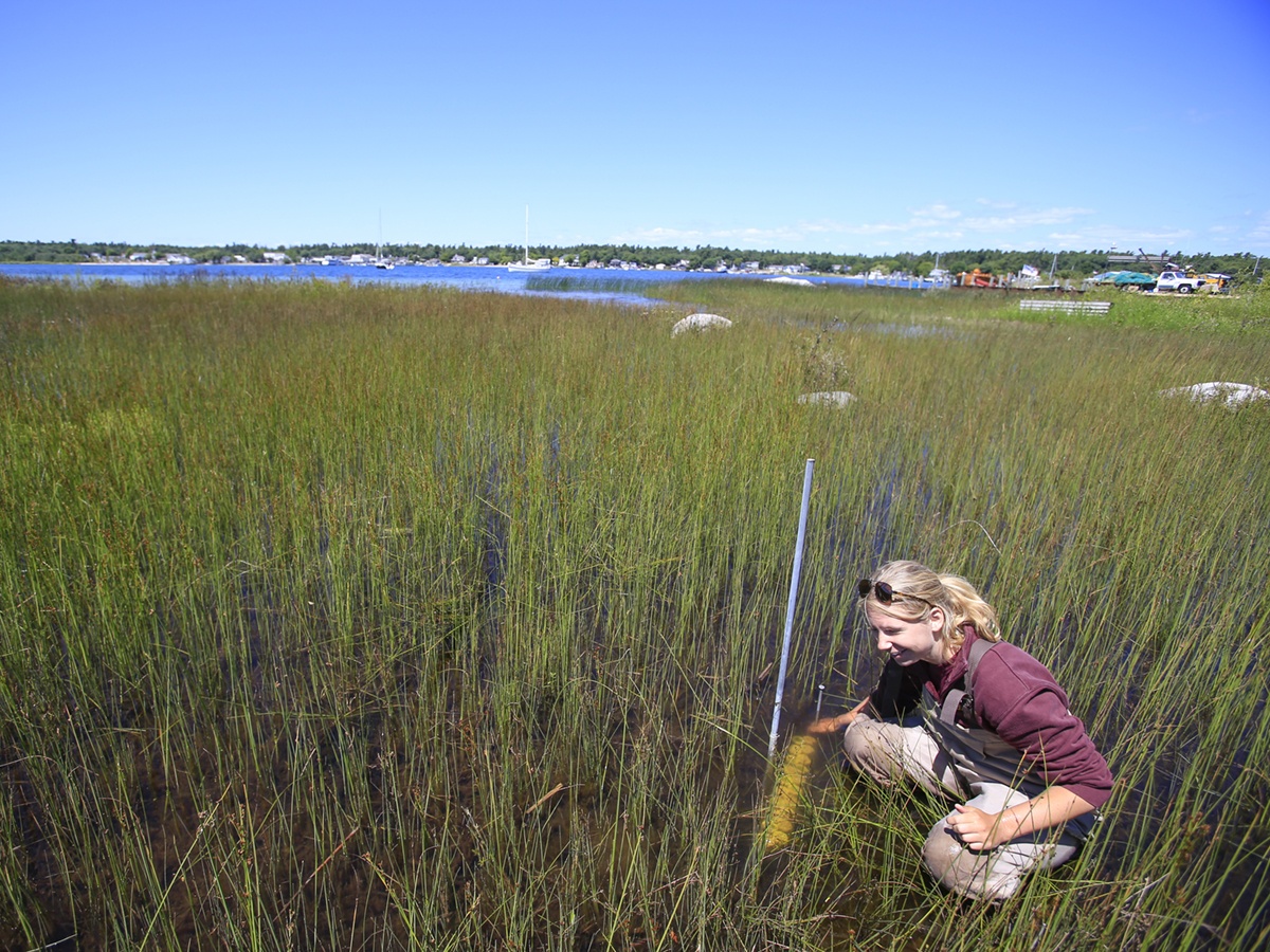 Student taking environmental samples in a coastal wetland.