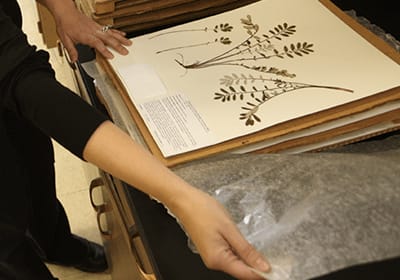 Ana Monfils and a student examining prepared samples in the herbarium.
