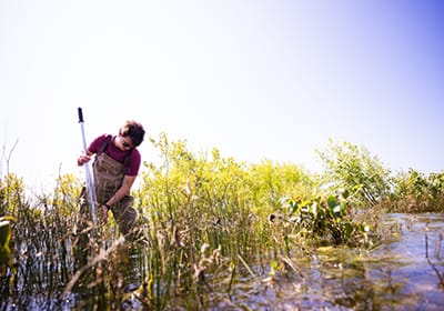 Institute for Great Lakes Research researcher collecting samples in Great Lakes coastal wetland.