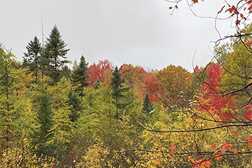 A scenic autumn landscape featuring a mix of evergreen and deciduous trees.