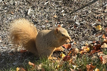 A brown and blonde squirrel, on the ground with mulch and grass, eating an acorn.