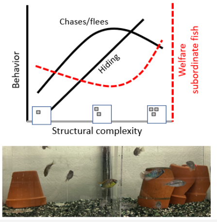 Dijkstra Research