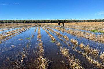 Two students walking through a wetland field.