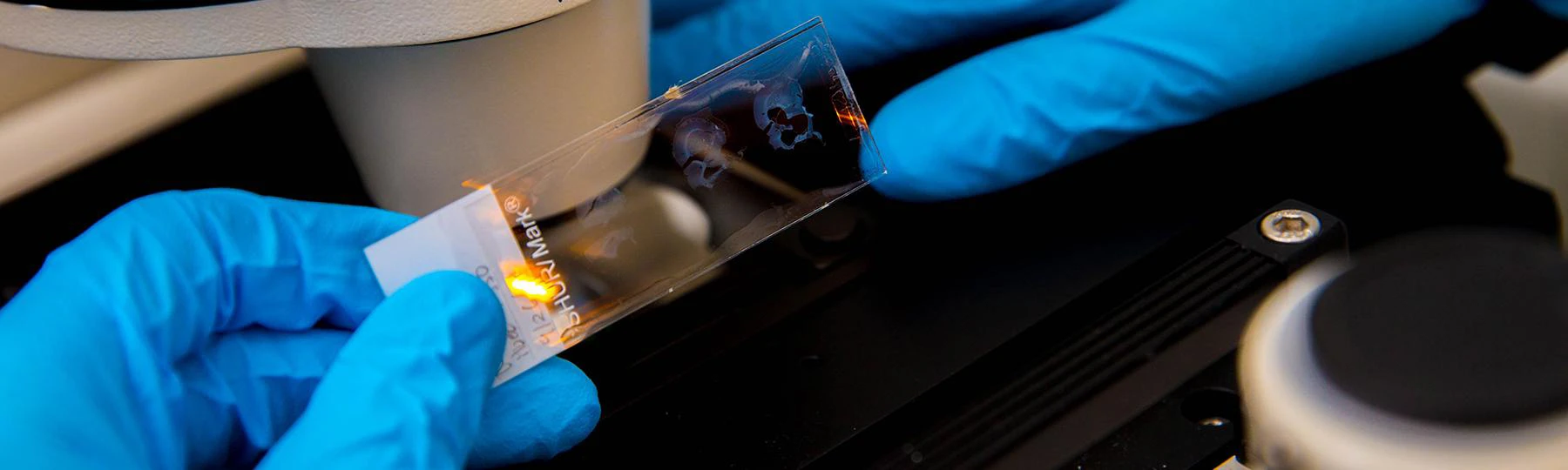 Scientific slide is held by gloved hands in front of a microscope.