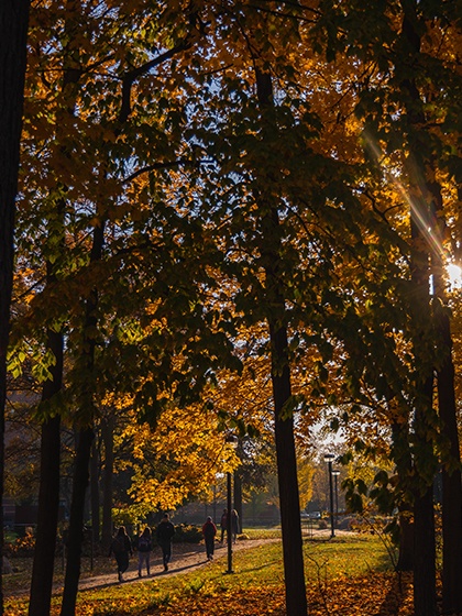People walking on a path through the trees in the fall at Central Michigan University.