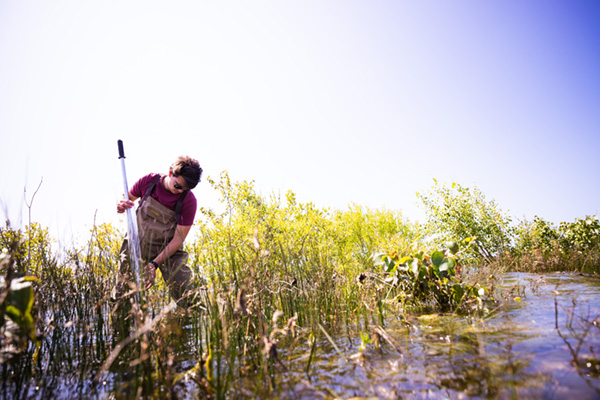 Student taking samples in a Great Lakes wetland
