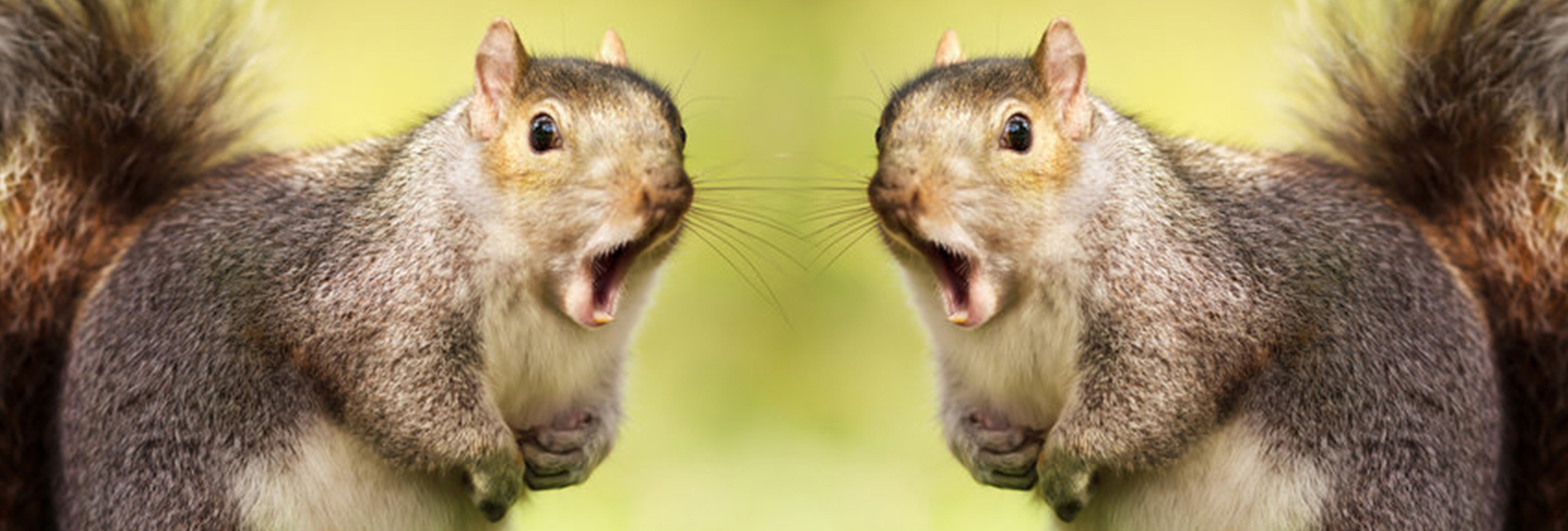 Two squirrels with mouths open