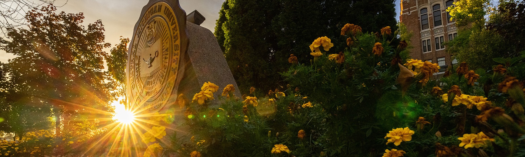 Seal with sunburst in background_1800x540