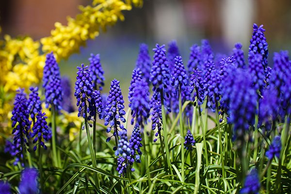 flowers in bloom on campus