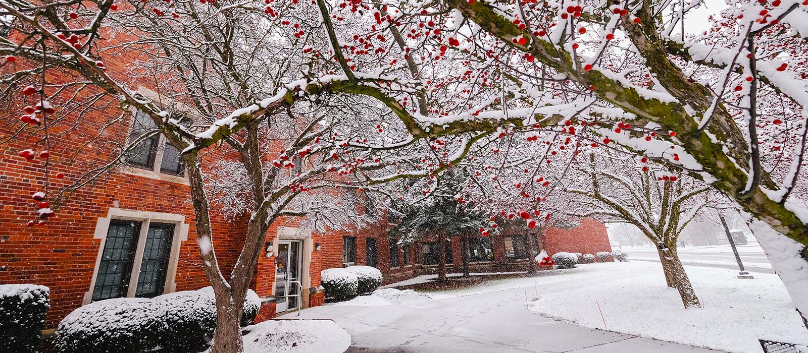 Winter on campus. A red brick building stands out against snow covered walkways and trees with red berries.s
