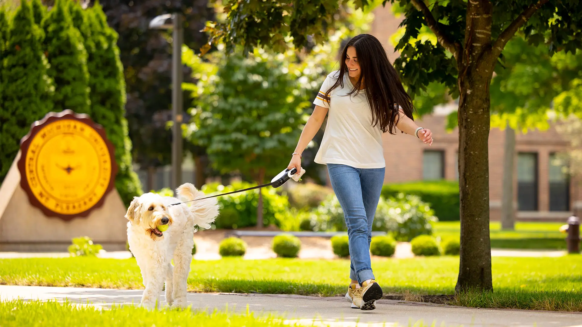 Woman walking a Goldendoodle on a leash, dog holding a tennis ball in its mouth, with Central Michigan University’s gold seal in the background, surrounded by green trees and grass on campus.