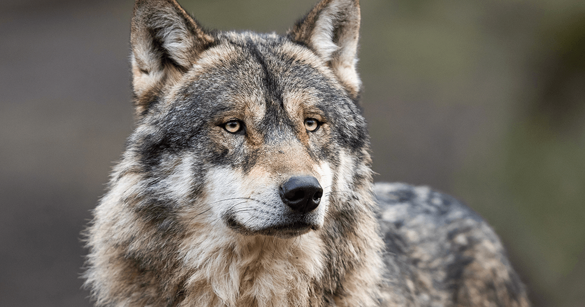 Wolf Team History: Before They Became Namco Tales Studio