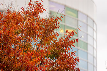 Central Michigan University's Park Library with orange leaves in front of it.