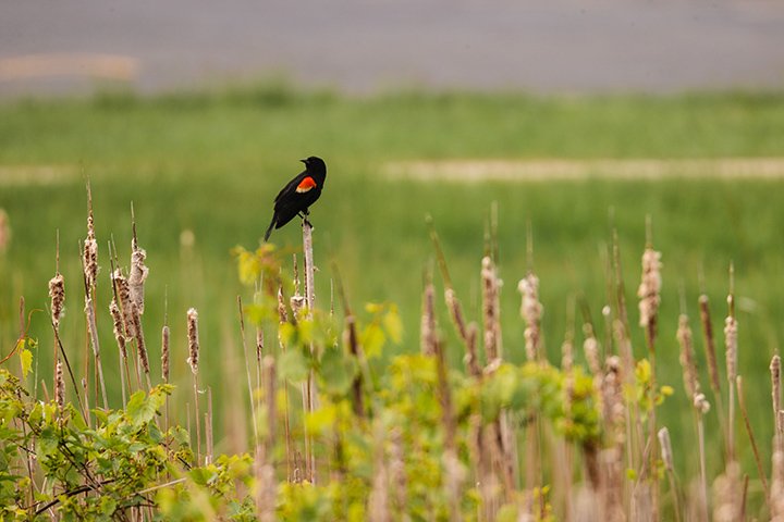 A bird stands tall at Mill Pond Park, located just northwest of CMU's campus.