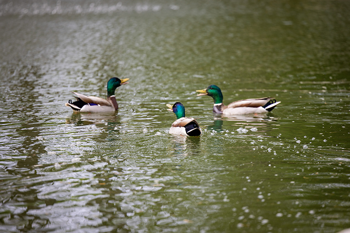 A group of ducks paddle around on a hot summer day.
