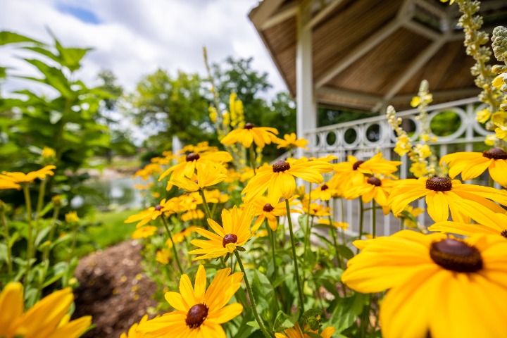 Flowers blooming in The Fabiano Botanical Gardens