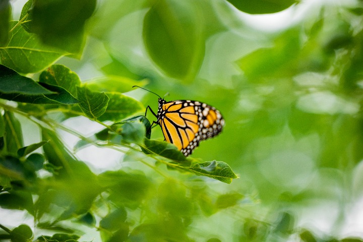 A Monarch Butterfly photographed in front of Moore Hall.