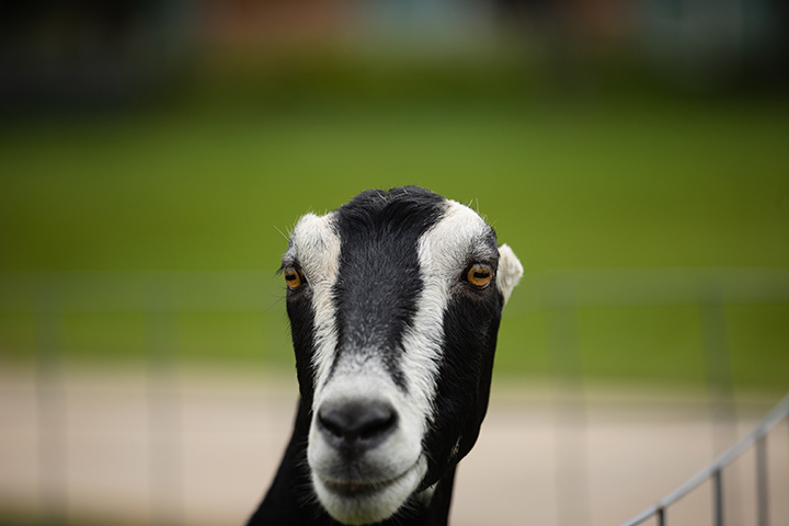 A closeup of a black and white goat.