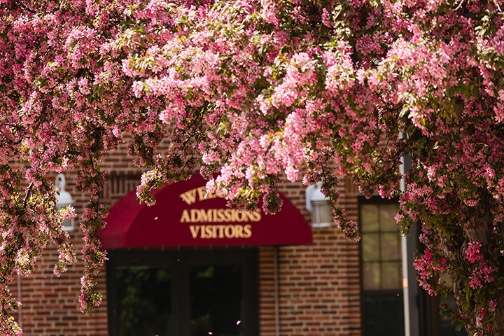 Trees are in bloom outside the entrance to the admissions office.