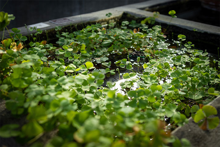 European water clover gently floats in the aquatic room.