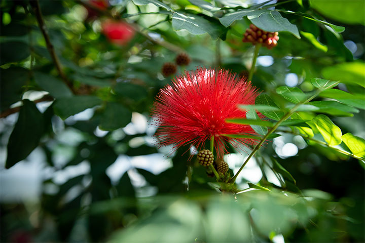 The pink powder puff tree in full bloom.