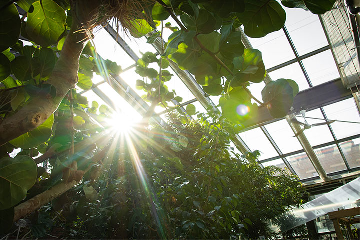 Sun shines through the glass ceiling a the CMU Greenhouse.